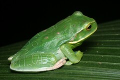 Gastrotheca albolineata