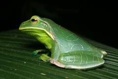 Gastrotheca albolineata