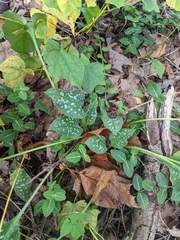 Pulmonaria