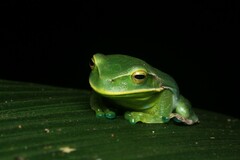 Gastrotheca albolineata