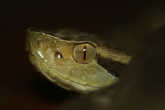 Bothrops jararaca
