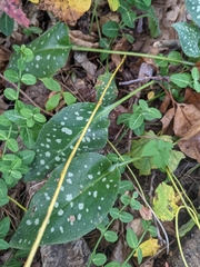 Pulmonaria
