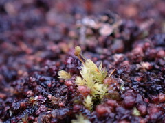 Aulacomnium androgynum