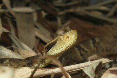Bothrops jararaca
