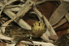 Bothrops jararaca