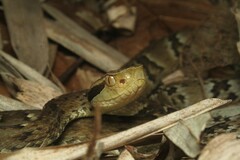Bothrops jararaca