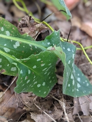 Pulmonaria