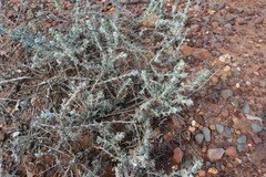 Sclerolaena birchii