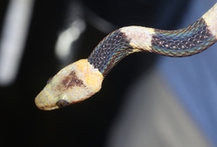 Tropidophis feicki