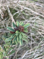 Lespedeza capitata