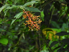 Palicourea thyrsiflora