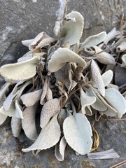 Pentanema verbascifolium