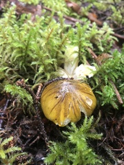 Tricholoma subsejunctum