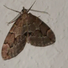 Thera juniperata