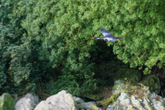 Poikilocarbo gaimardi