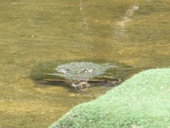 Emydura macquarii