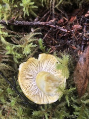 Tricholoma subsejunctum