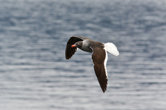 Leucophaeus scoresbii