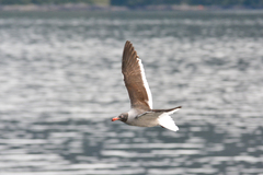 Leucophaeus scoresbii