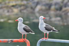 Leucophaeus scoresbii