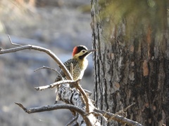 Colaptes melanochloros