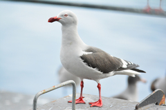 Leucophaeus scoresbii