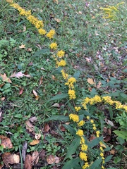 Solidago caesia