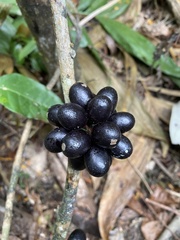 Chondrodendron microphyllum