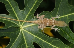 Anolis mestrei