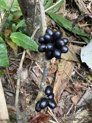 Chondrodendron microphyllum