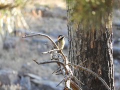 Colaptes melanochloros