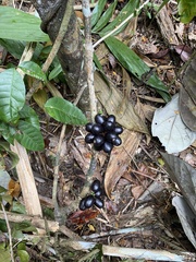 Chondrodendron microphyllum