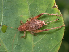 Hapithus agitator