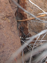 Sceloporus occidentalis