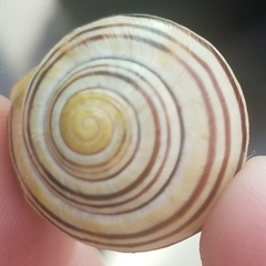 Cepaea nemoralis