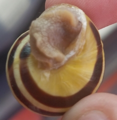 Cepaea nemoralis