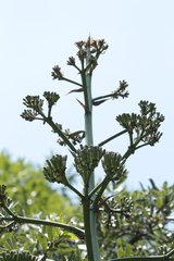 Agave atrovirens