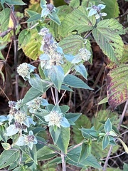 Pycnanthemum muticum