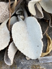 Pentanema verbascifolium