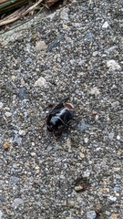 Pangaeus bilineatus