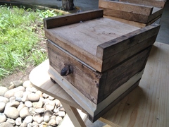 Tetragonisca angustula