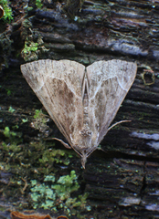 Hypena crassalis