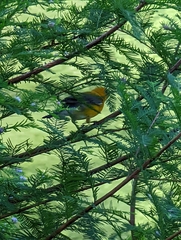 Protonotaria citrea