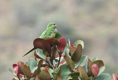 Leptosittaca branickii