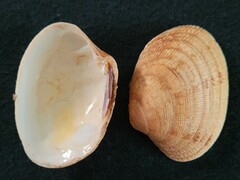 Ruditapes decussatus