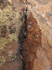 Sceloporus occidentalis