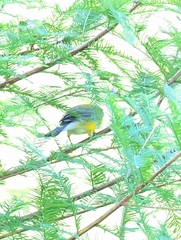Protonotaria citrea