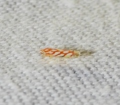 Erythroneura rubra
