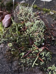 Cladonia chlorophaea
