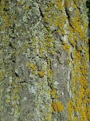 Xanthomendoza fallax